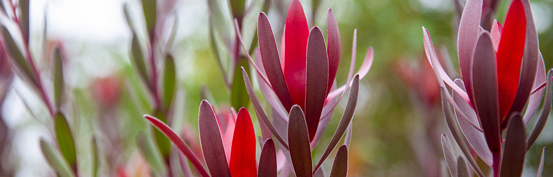 red plant