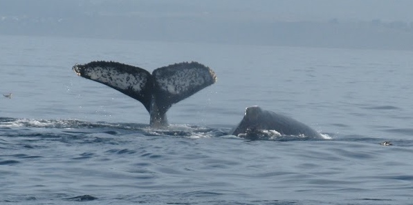 Humpback Whale